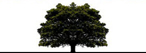 Oak Tree Productions Glasgow, Video and Film Logo